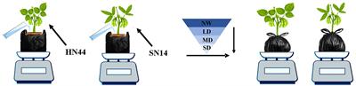 Physiological responses and transcriptome analysis of soybean under gradual water deficit